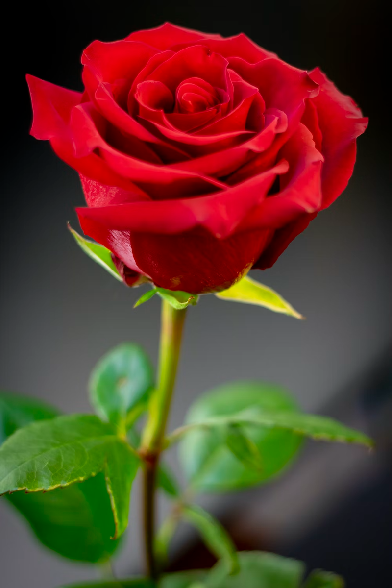 Rosa0